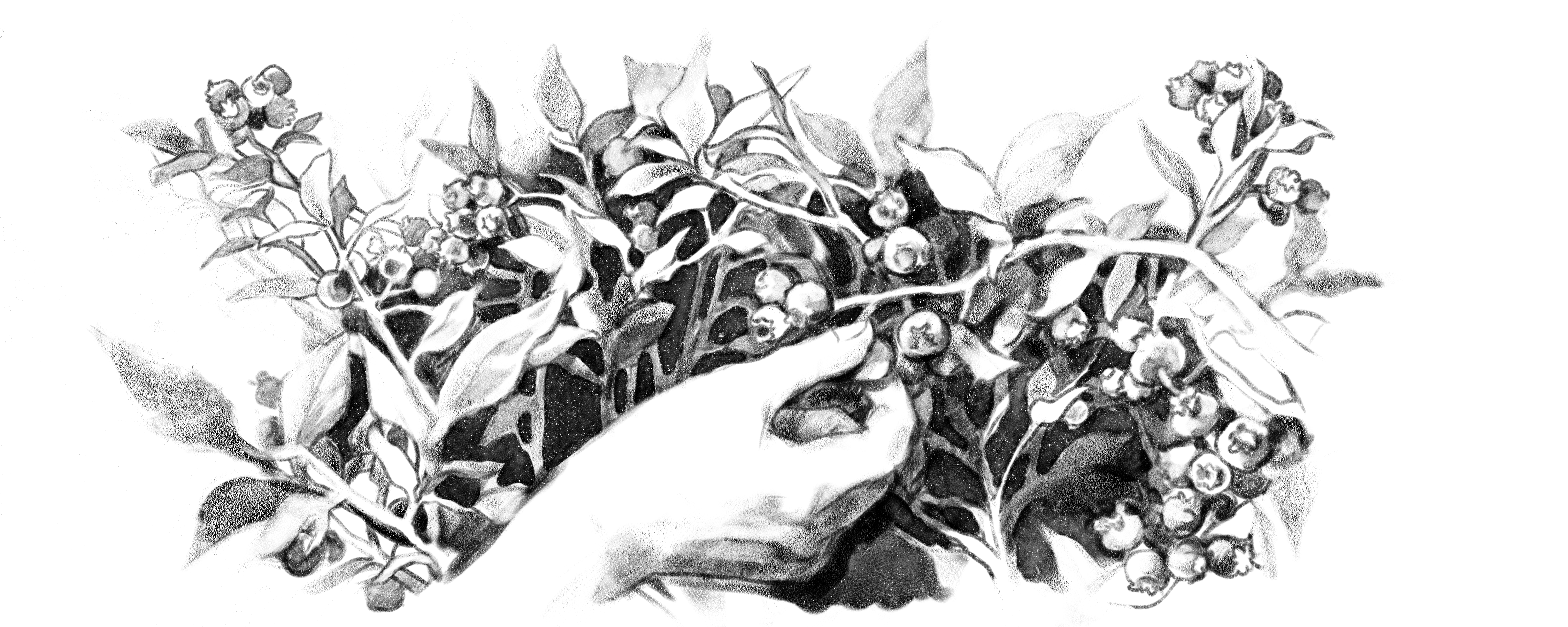 BILBERRY