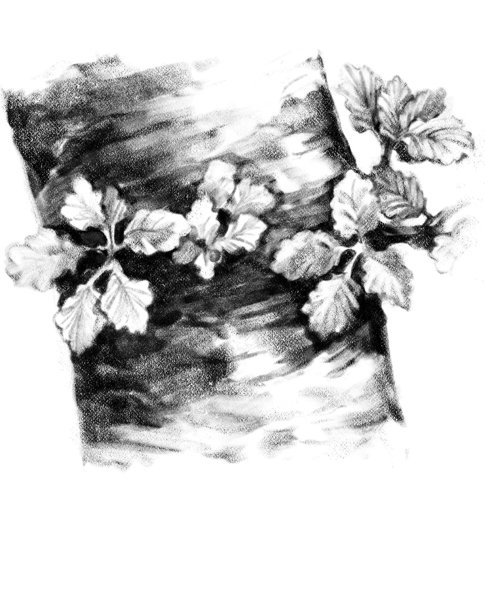 BETULA